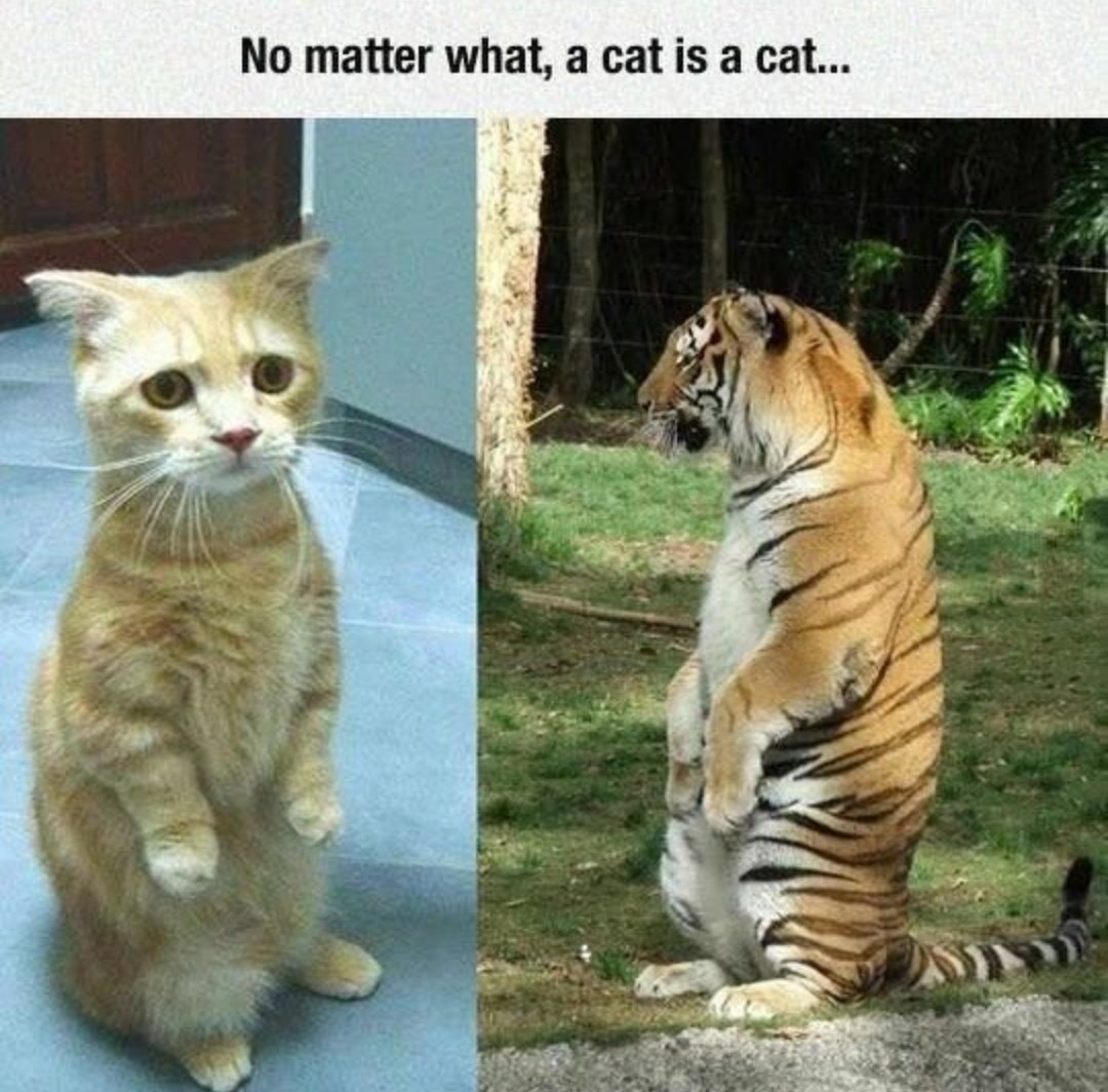 WeAssessCats's tweet photo. https://t.co/SGRIYGtDDW