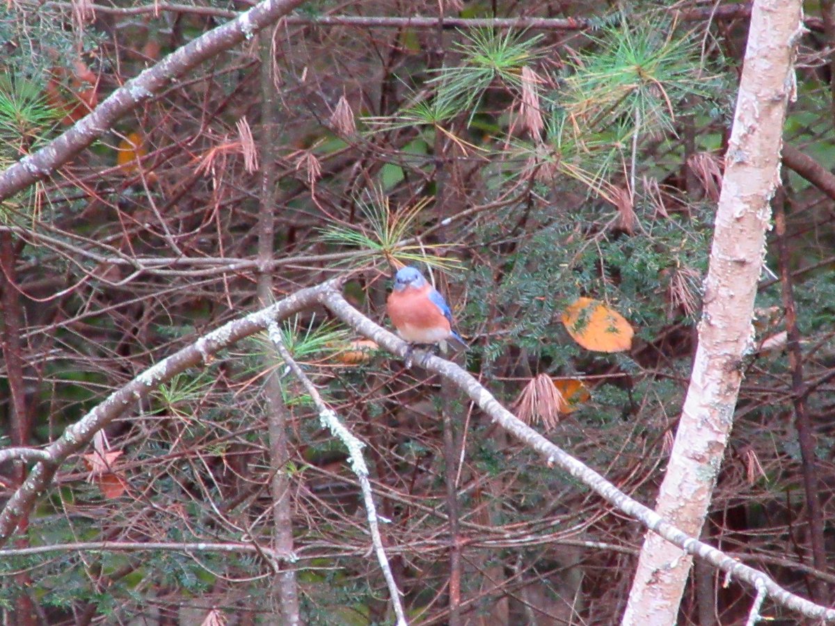 Safigirl17's tweet photo. Today all the bluebirds decided to come to the yard for a visit. This one gave me a nice stare.
#EasternBluebird #NHNature https://t.co/e0uDNSqqeQ
