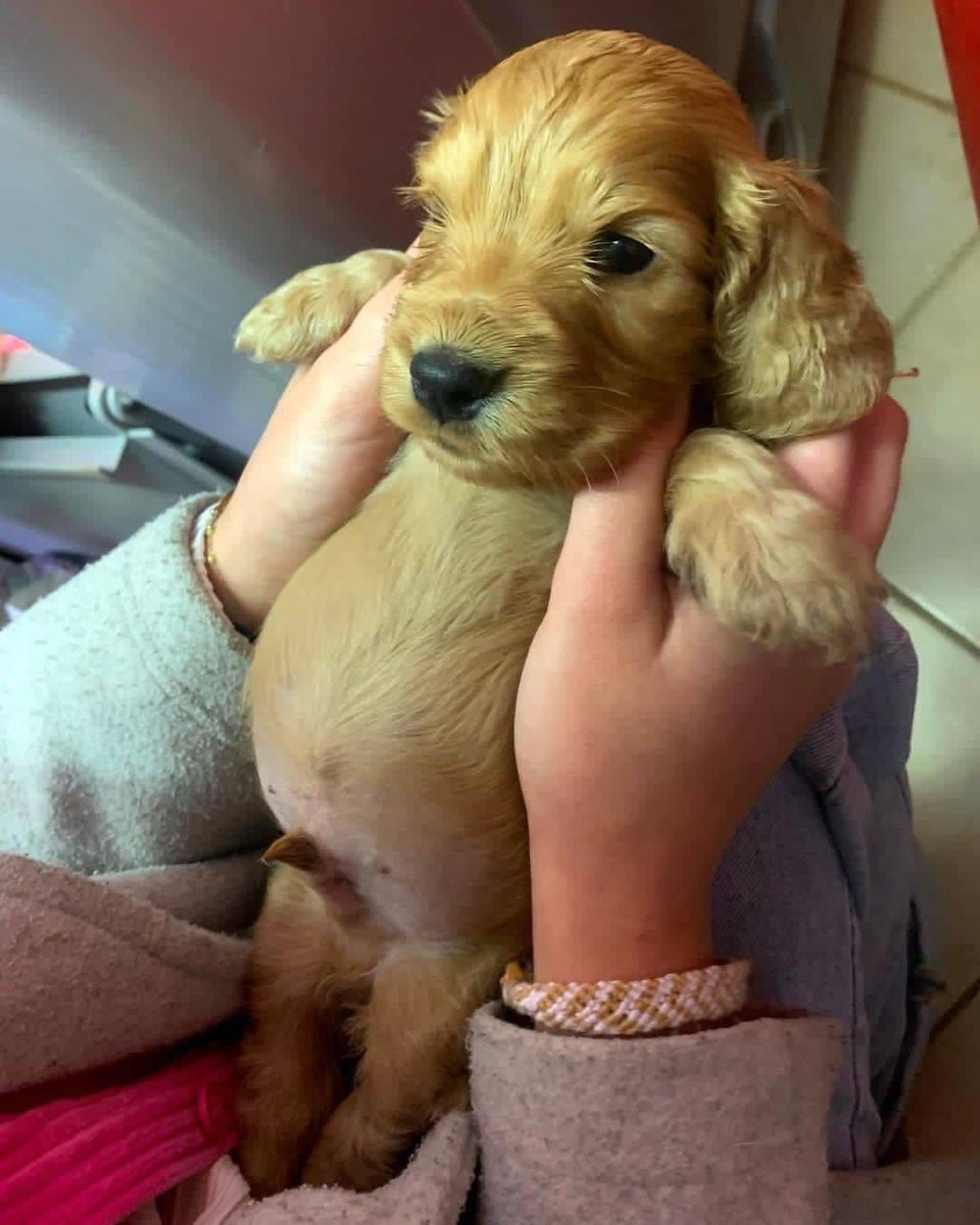 Adorable puppy