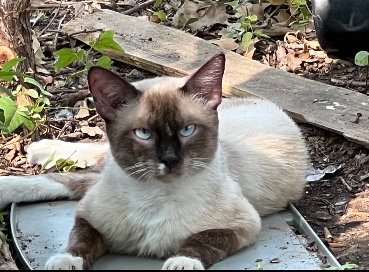 joni_kennedy's tweet photo. Day 20: Two Colours #twocolors #snowshoesiamese #snowshoecats #siamesecat #OctoberPhotoChallenge #PhotoOfTheDay #photochallenge #octoberchallenge #autumn #october2023 #happylife #fmspad @fatmumslim #autumn2023 #fall #OctoberpumpkinsbringNovemberturkeys #photoadaychallenge2023 https://t.co/D7bIXWQy0E