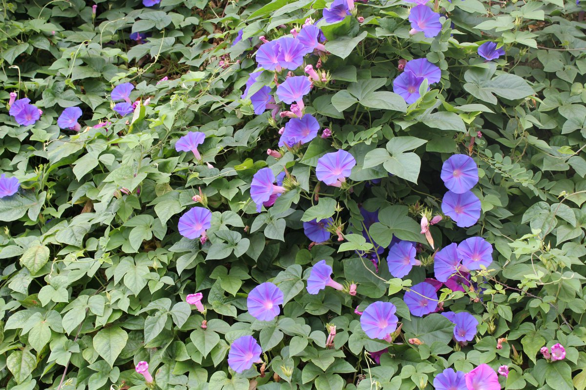 /Ipomoea indica/, la campanita morada.

Nativa del continente americano, utilizada como ornamental. En varios países de donde no es nativa se le considera una planta invasora.

Esta enredadera me la encontré en la ciudad de Ourense.

📷: Imagen propia. Agosto de 2023.