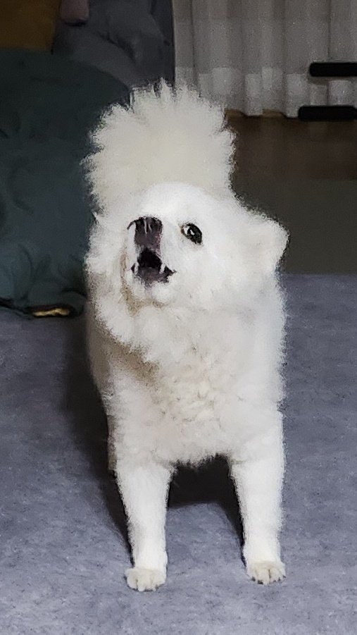 이하치는 하울링을 잘못 터득해서
호롤ㄹ롤롤로ㄹㄹ라고함...