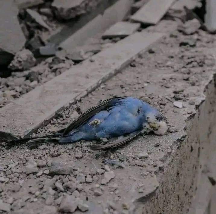 AsgharTheRana's tweet image. Heart 💔 breaking 😭
#War #WarisCrime #الهلال_الخليج #فلسطين_الان 
#IsraelPalestineConflict