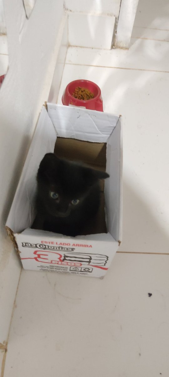 hugorodolfob's tweet photo. Hola amigo! Se llevaron a mi gato, se llama Salem, tiene 1,5 meses, en lambaré barrio San Roque, les agradeceré un RT, solo quiero saber si está bien, me dijeron que pasó una pareja, aprox a las 16 hs de hoy viernes 20/10

Porfavor compartir. Gracias! https://t.co/jNLImc2Yo8