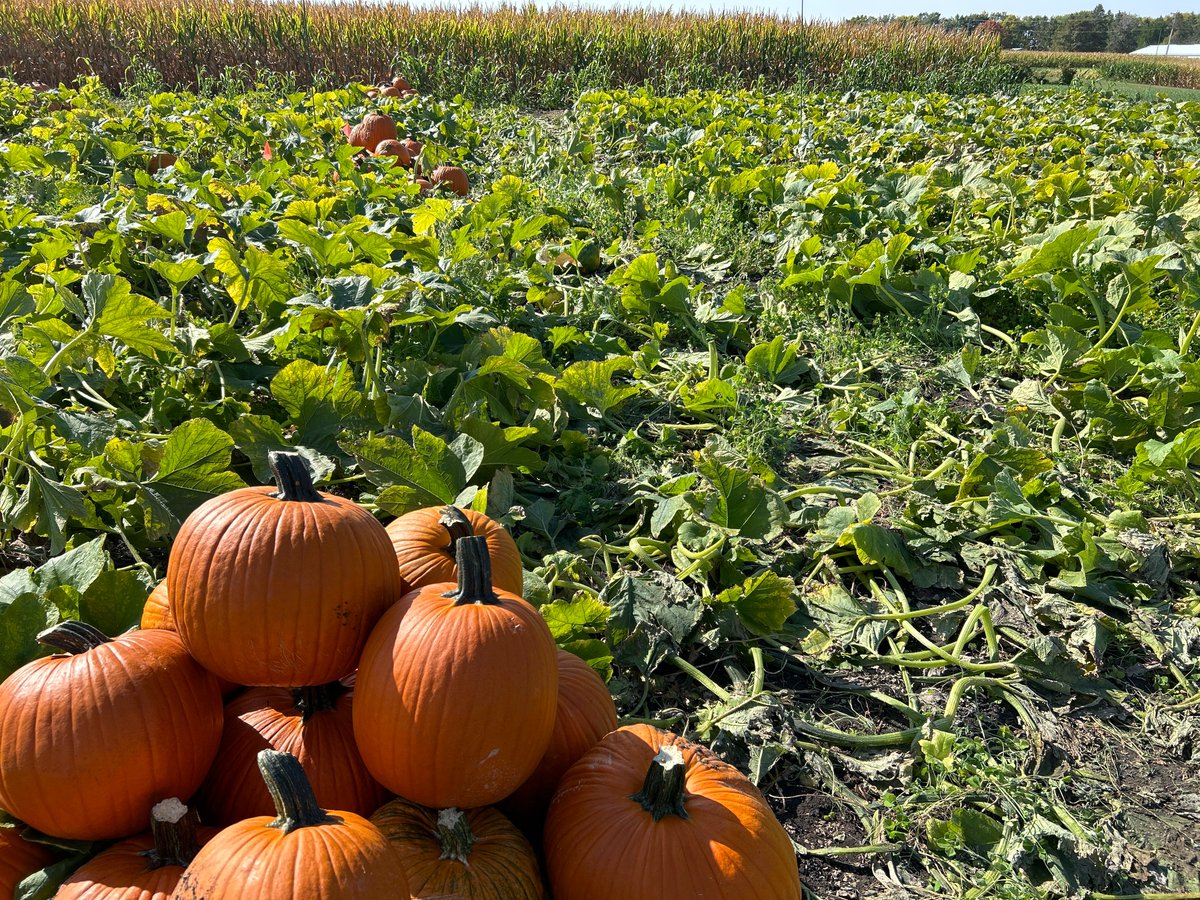 Early look at our 2022 pumpkin data. 13 Tons from 2,166 fruits, individually weighed. It was a good year for pumpkins!
