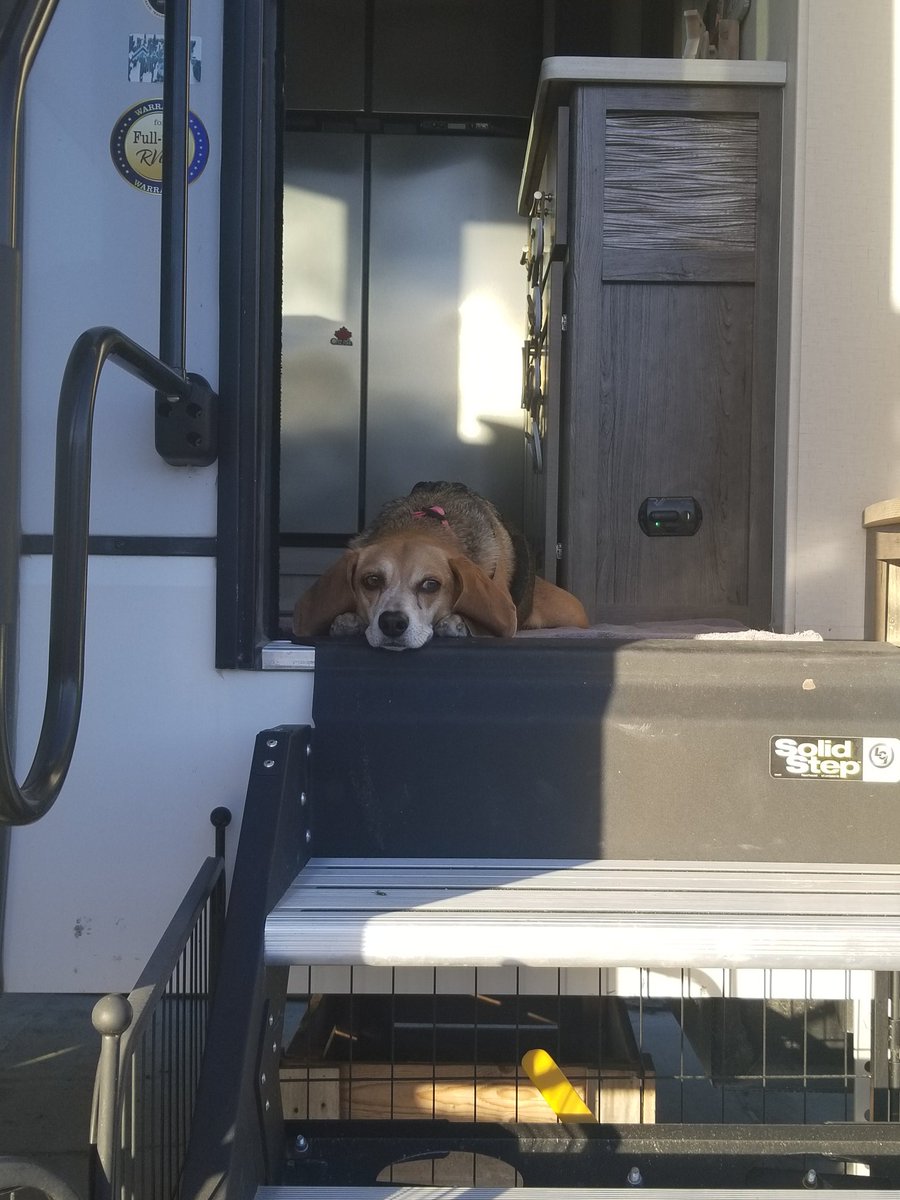 pacey_car's tweet photo. Last sunny day at the lake ending with a chilly cozy night at the lake #beagle #dogsoftwitter #dogsofx https://t.co/q2FjGkCu9Z