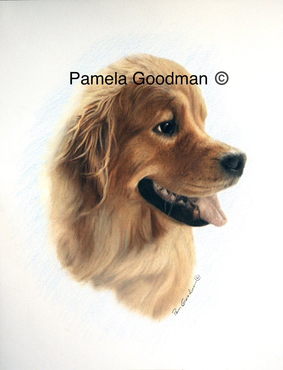 CHECK out my HAND DRAWN ART.
A few spaces are are open for holiday
Gifts.
ALL PETS/ALL OCCASIONS 
pamelagoodman.zenfolio.com

#gifts #horses #dogs #memorials  #petloss #peturn #petportrait #petportraits #petportraitartist #petportraitsofinstagram #custompetportraits  #petsupplies