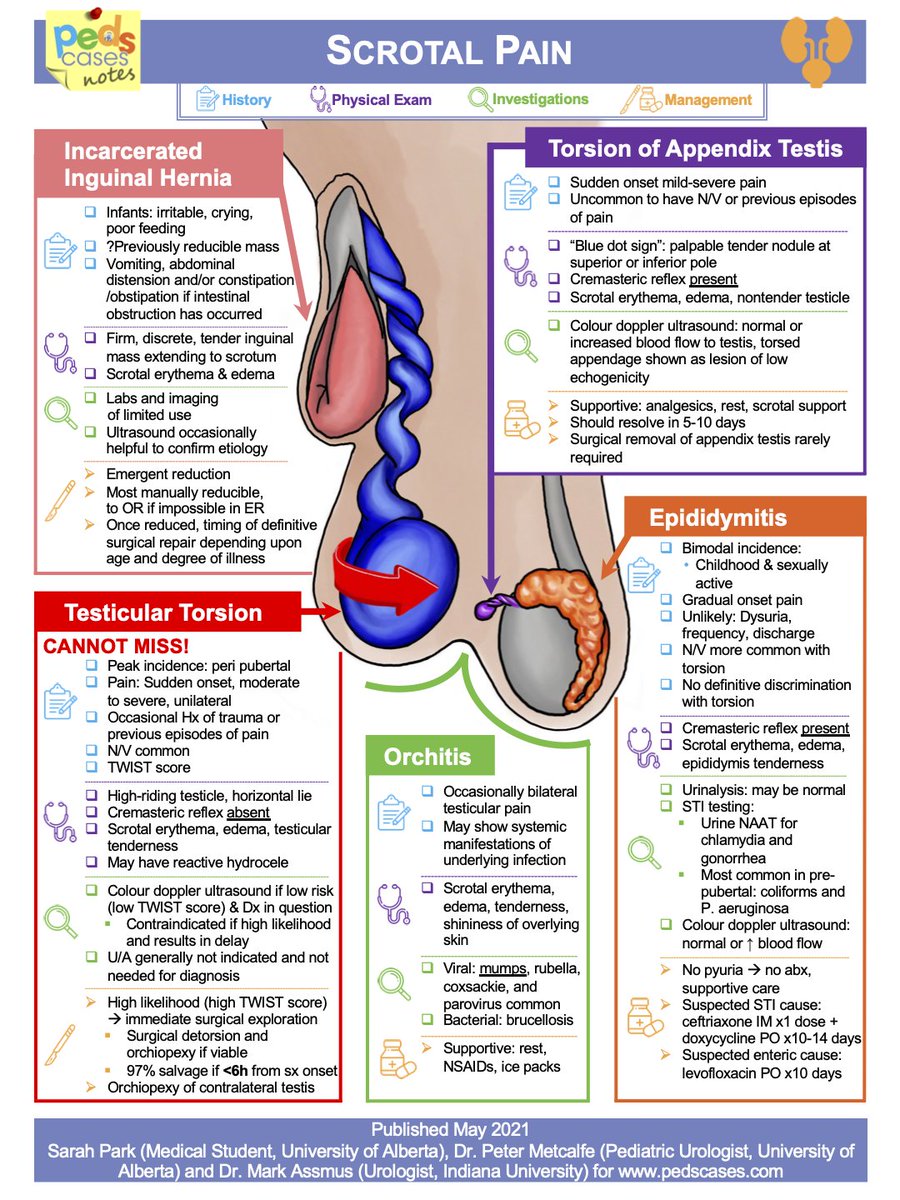 Common causes of scrotal pain include:
■ Testicular torsion.
■ Epididymitis.
■ Orchitis.
■ Torsion of appendix testis.
■ Incarcerated inguinal hernia.
■ Urolithiasis.