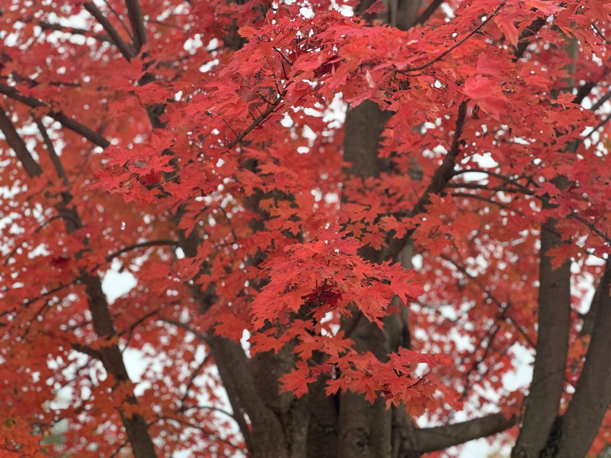 Lindsay Fox tweet media