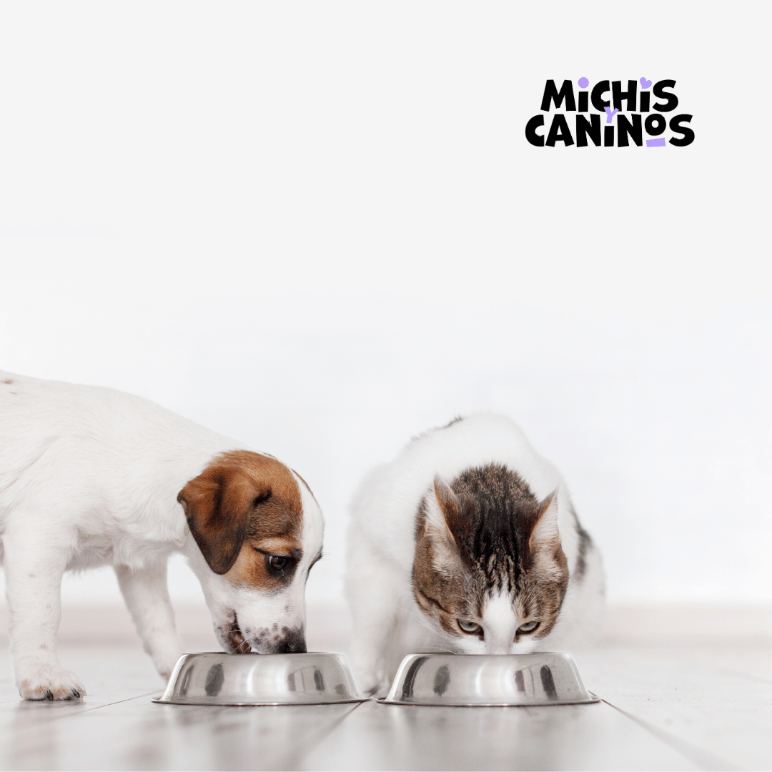 Michisycaninos's tweet photo. Los ingredientes frescos son maravillosos. La carne, por ejemplo, tiene poco calcio pero mucho fósforo. Utiliza suplementos veterinarios especializados para dar a tus comidas el impulso de salud que les falta. 💪🍎
#MichisyCaninos | #PetSnack https://t.co/XbDEIUb17w