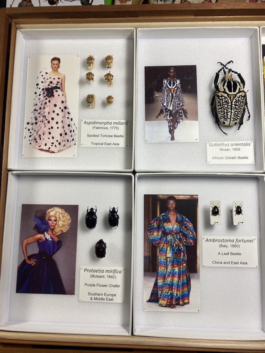 Max Barclay (@coleopterist) on Twitter photo Beetles and dresses they inspired: top right is stunning Goliath Beetle by Alexander McQueen. Drawer prepared for <a href="/NHM_London/">Natural History Museum</a> fashion-themed late opening event. Beetles and dresses they inspired: top right is stunning Goliath Beetle by Alexander McQueen. Drawer prepared for <a href="/NHM_London/">Natural History Museum</a> fashion-themed late opening event.
