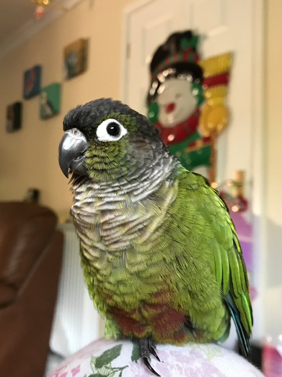 RJBravoArt's tweet photo. Our friend Kiwi is the winner of the week! I was told by @jurassicjen_uk that Kiwi has the personality of a little dinosaur so I had to draw him properly. 🦖

Post a cute picture of your pet I'll illustrate the most liked! The winner gets featured for the week on 10/28. 🐦🐸🐰🐱 https://t.co/AkHfSaHRkB