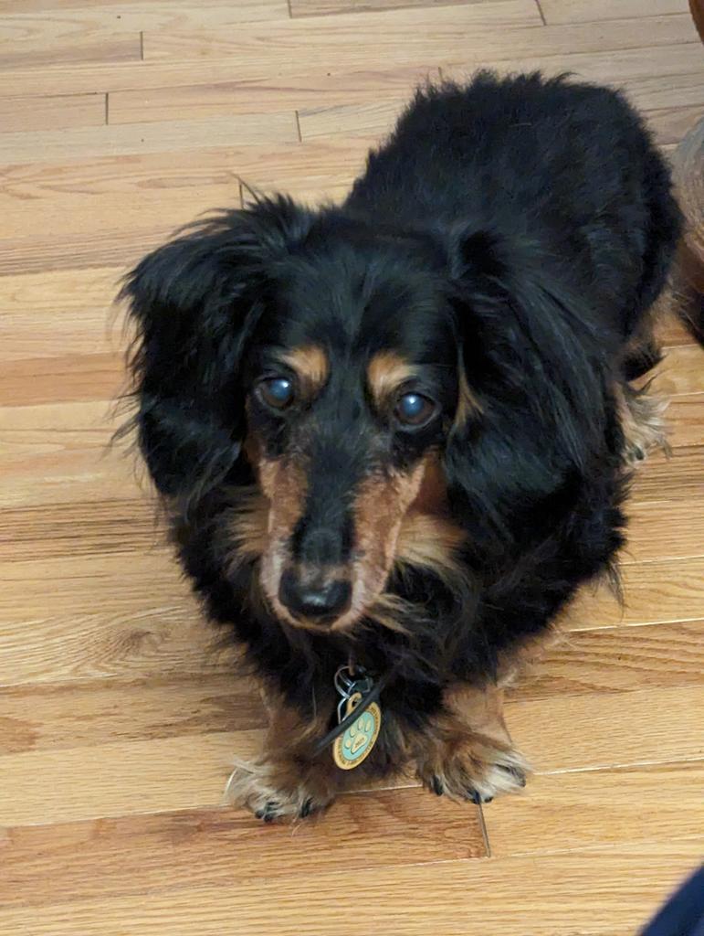 gb_gcoach's tweet photo. #PetsOfOPLive #OPLive #opnation 
My watch Buddy Roscoe https://t.co/gACvVgeQ26