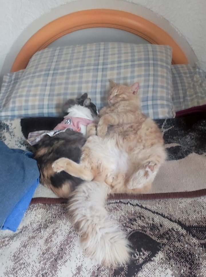 Catsssandra's tweet photo. Si quisiera andar como mis gatillos https://t.co/Ju56i1BVkL