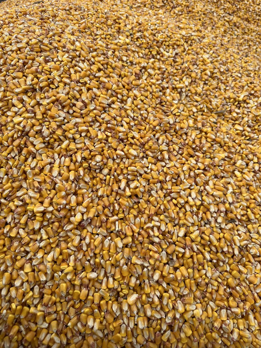 Bodie Kitchel tweet media