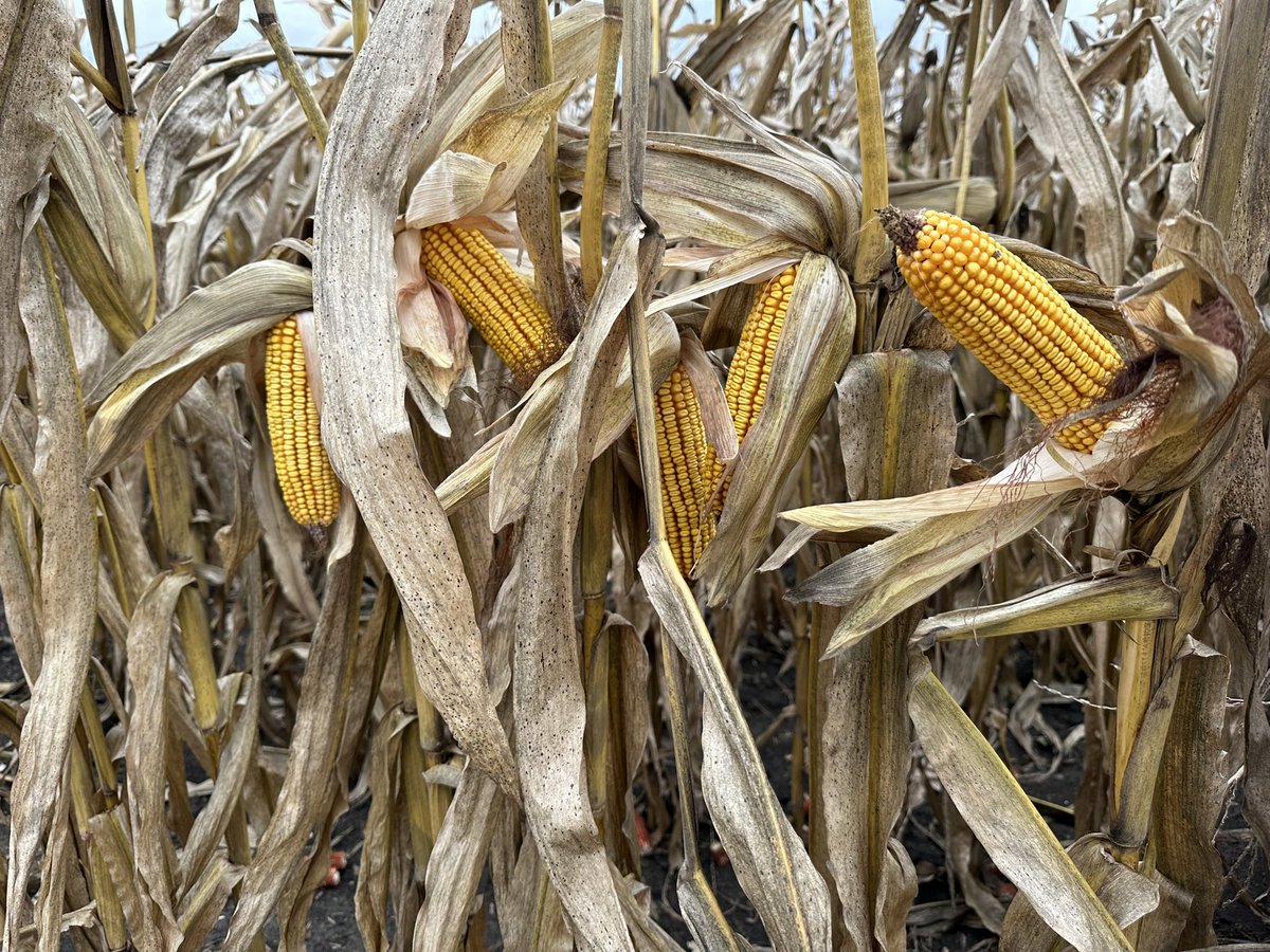 Bodie Kitchel tweet media