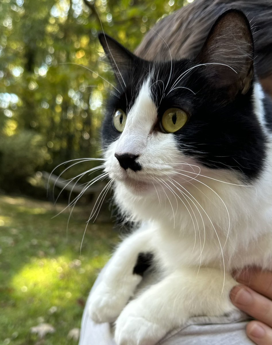 Looking at Charleston like, yeah. We’re gonna be loud.  <a href="/OccultFracture/">Occult Fracture</a> <a href="/TheRoyalAmericn/">The Royal American</a>  Saturday 10/21.  #CatsOfTwitter #tuxedocats #livemusic #rocknroll #charlestonlivemusic <a href="/stopdroprot/">Mike Rot</a> <a href="/geishagrrrl/">Crystal Crosby</a>