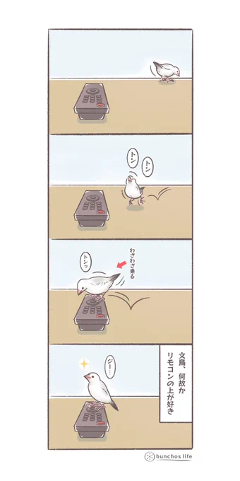 文鳥、何故かリモコンの上が好き #文鳥 #4コマ漫画