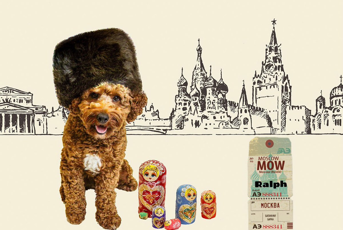rochopeforpets's tweet photo. Ralph really enjoyed 'visiting' the historical sites in Russia with @lucabearandfriends! Want a FREE calendar? Get your gala tickets today!

https://t.co/c2D6sectJo https://t.co/63fUF5cHsH