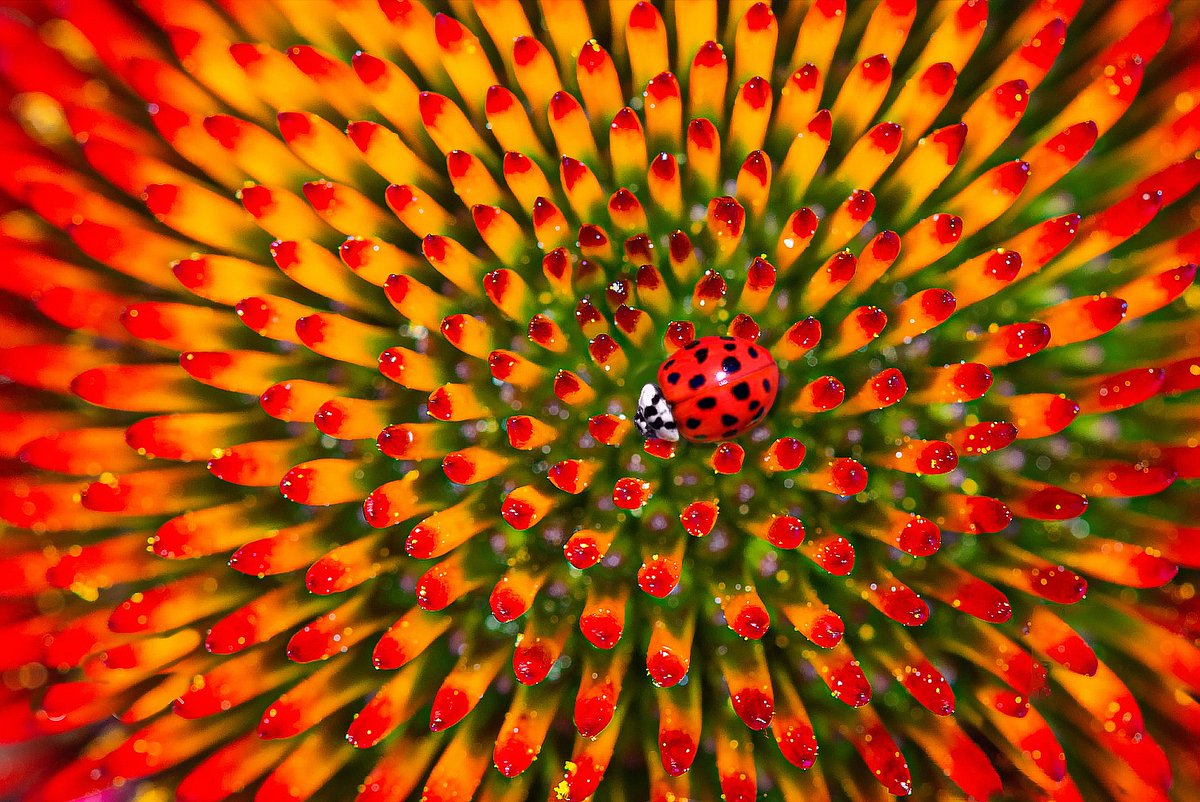 JoshToms345's tweet image. Discover the exquisite geometry found in the tapestry of nature, a reflection of the ancient world&apos;s profound fascination with shapes and symmetry. From the graceful spirals to the harmonious patterns, nature&apos;s  beauty is a timeless ode to classical wisdom. 🌿✨ #GeometryInNature…