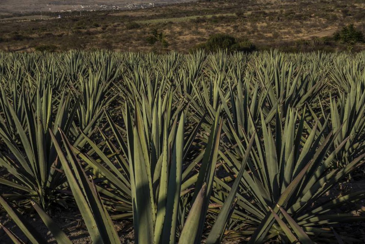 MexicoEncanto's tweet photo. 🍶 Hoy, 20 de octubre, celebramos el Día Nacional del #Mezcal. Una bebida que encierra la esencia y tradición de México en cada gota. ¡Levantemos nuestras copas por este elixir del alma mexicana! #EncantoViajero 🌍✈️ #DíaDelMezcal 🇲🇽 https://t.co/wvSSCCdt2E