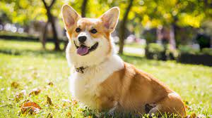owenomobude's tweet photo. Pet lover on a mission to spread joy, one paw at a time. 🐾🌟
#petsupplies  #petlovers  #PetLife #FurBaby #petlovers  #PetObsession #PetFamily #PetAdventures https://t.co/kWW4qQSHqL