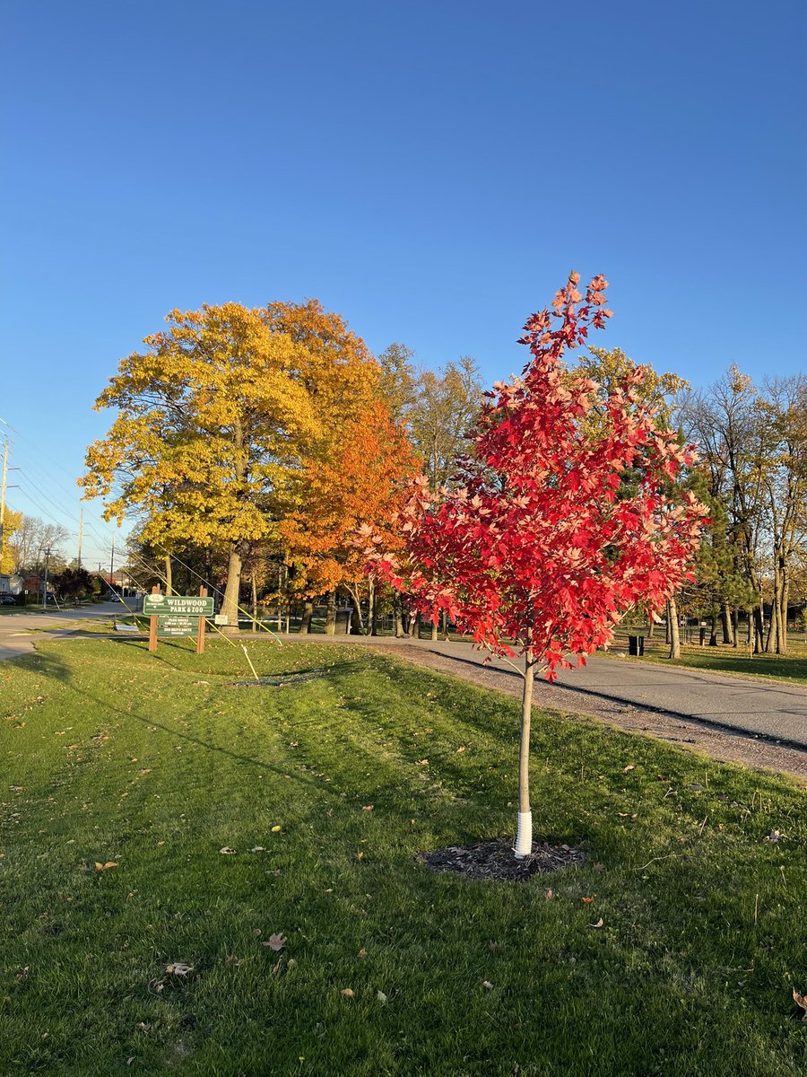 Beautiful fall. #fallcolor