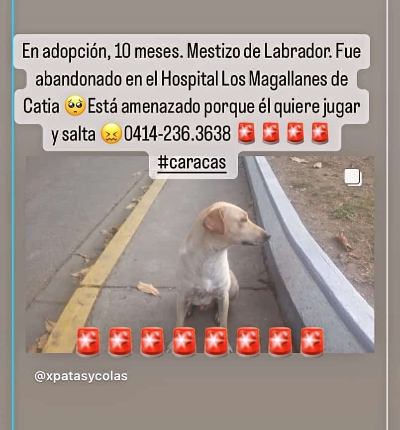 yaracalcagno's tweet photo. Difundo.  Hoy volvemos con el caso de #Catire 🥺, tumbó a un señor que iba saliendo del Hopsital por querer jugar 😞😞😞 Solo pedimos un hogar 🏠🙏🏼, un lugar donde él pueda estar mejor que en las afuera del hospital.. Amenazan con irlo a botar lejos 🥺🥺😞 https://t.co/x3fDw5vdtr