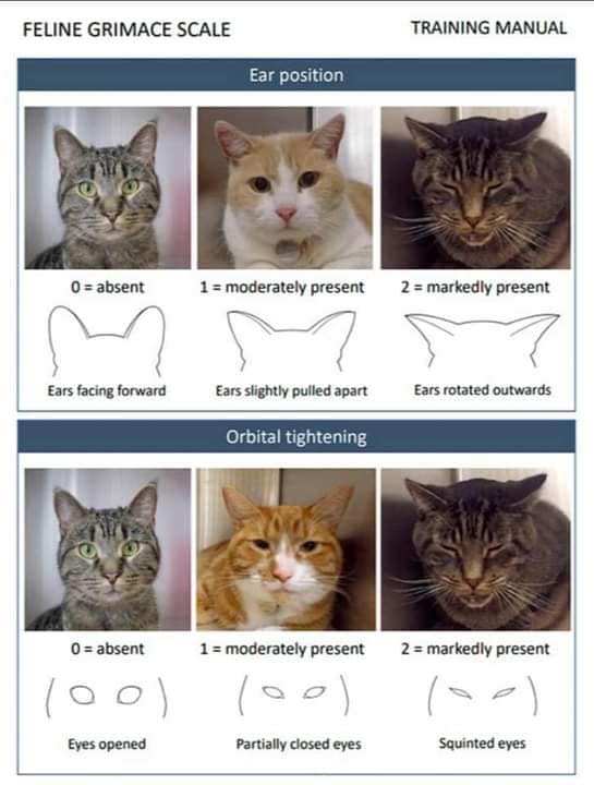 Bio_comunidad's tweet photo. _
¿Sabías que los gatos son expertos en ocultar el dolor y por tal motivo se ha desarrollado una escala para medir el dolor de acuerdo a los gestos faciales?

Es la escala de Grimace, un ingenioso sistema que evalúa la posición de sus orejas, cabeza y bigotes, la intensidad de su mirada y la tensión en el hocico.

Cada una de estas señales tiene una puntuación de 0 a 2. Si al sumarlas el resultado es superior a 4, es hora de que tu amigo felino reciba analgésicos.

Aunque hay otras herramientas disponibles para este propósito, la escala de Grimace destaca por su sencillez y practicidad.

Permite a los dueños de gatos detectar signos de incomodidad en sus mascotas desde casa y, si es necesario, consultar al veterinario.