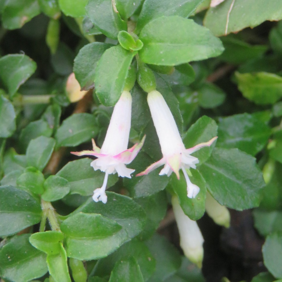 Khaph's tweet photo. We planted a few cuttings of Fuchsia obconica out in the garden this year so here is one of them for #FuchsiaFriday. It's a low-growing plant with spreading stems and our original plant was getting smothered by a bigger Fuchsia. #fuchsia #fuchsias https://t.co/7p7hZa44ic