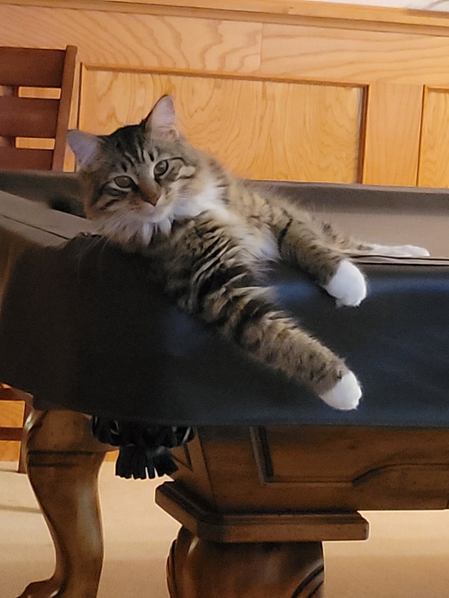 MarciaAdderley's tweet photo. @bunsenbernerbmd Pool shark https://t.co/6QShr6y4Bl
