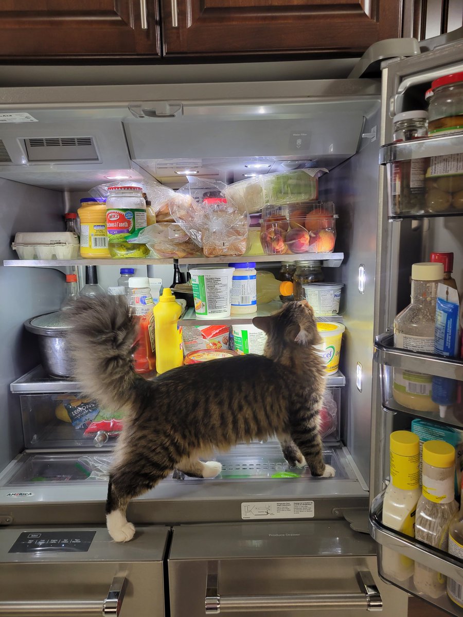 MarciaAdderley's tweet photo. @bunsenbernerbmd Fridge monitor https://t.co/Qz7qhlXH5v