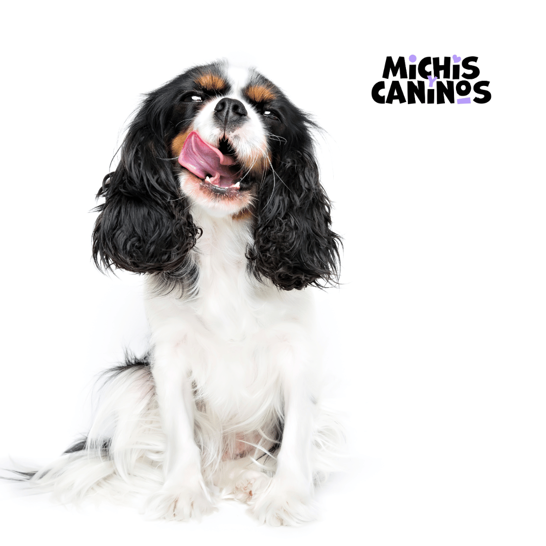 Michisycaninos's tweet photo. El agua, ¡el héroe olvidado de la nutrición! No sólo sirve para calmar la sed, sino también para mantener la temperatura corporal, favorecer la digestión y eliminar toxinas. 🥤🥤
#MichisyCaninos | #PetSnack https://t.co/rtXQ7kgVuk
