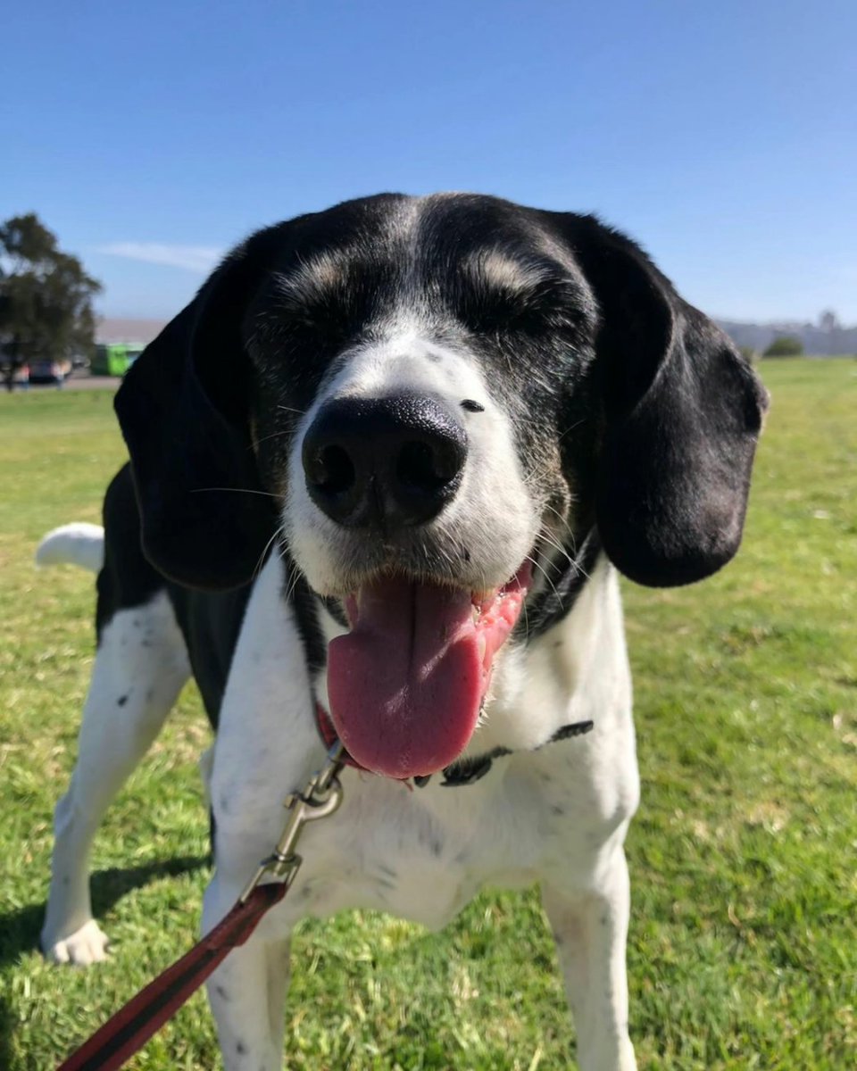 locandy_ext's tweet photo. Buen fin de semana 🐾☺️ https://t.co/jDjIxgIrdg