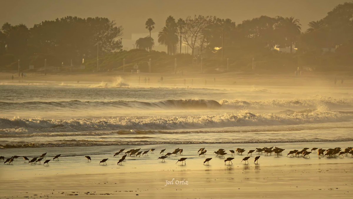 A flock of sandpipers survey Coronado Beach looking for dinner. Photo by Joel Ortiz.