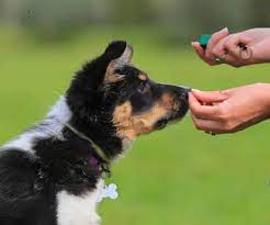 fiekah_balqis's tweet photo. My pet is the reason I smile every day. 😊🐾
#PetFriends #PetConnection #PetJoy #PetWorld #PetCommunity #PetMagic https://t.co/yvb7LHdRxA