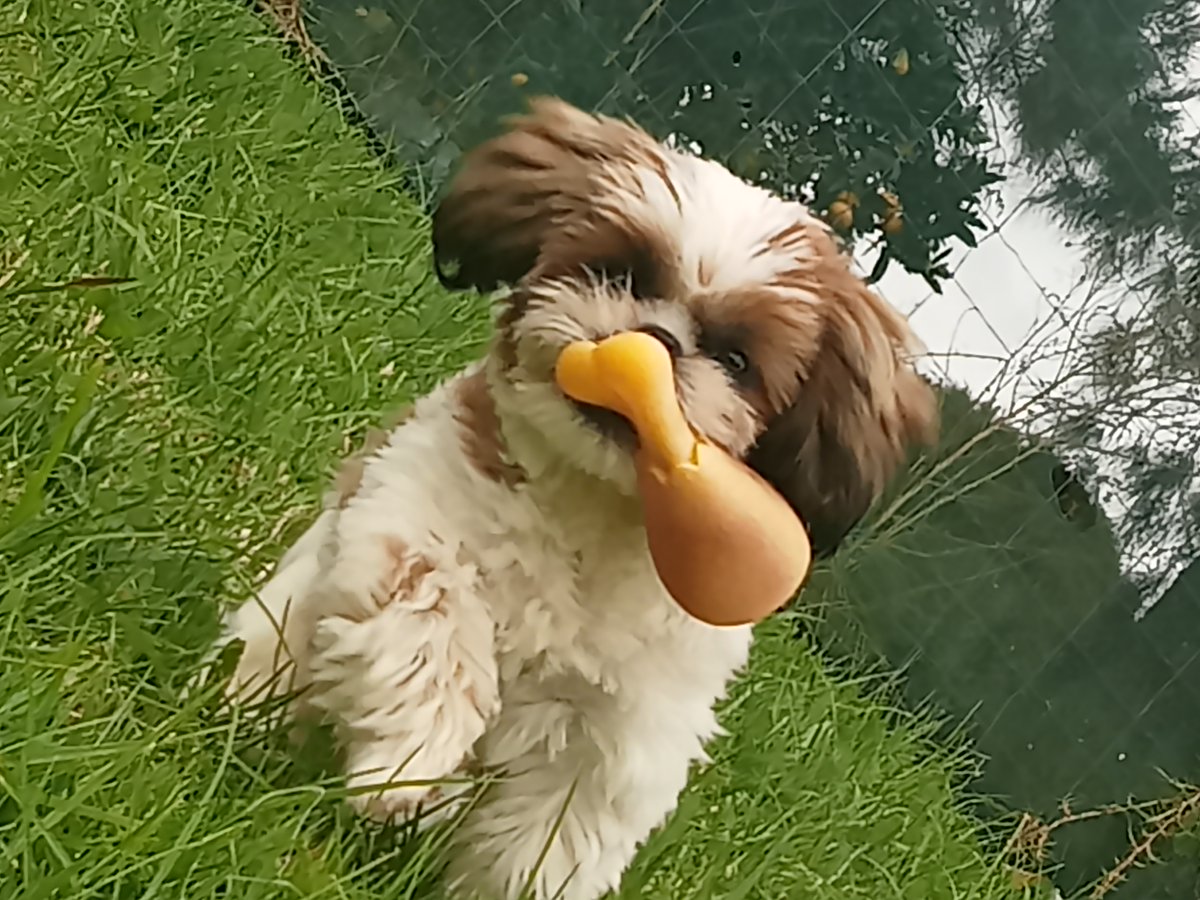 androo63's tweet photo. What's more adorable than a cute puppy (Wuppy the Puppy) #puppy https://t.co/jrGKQX0L6B