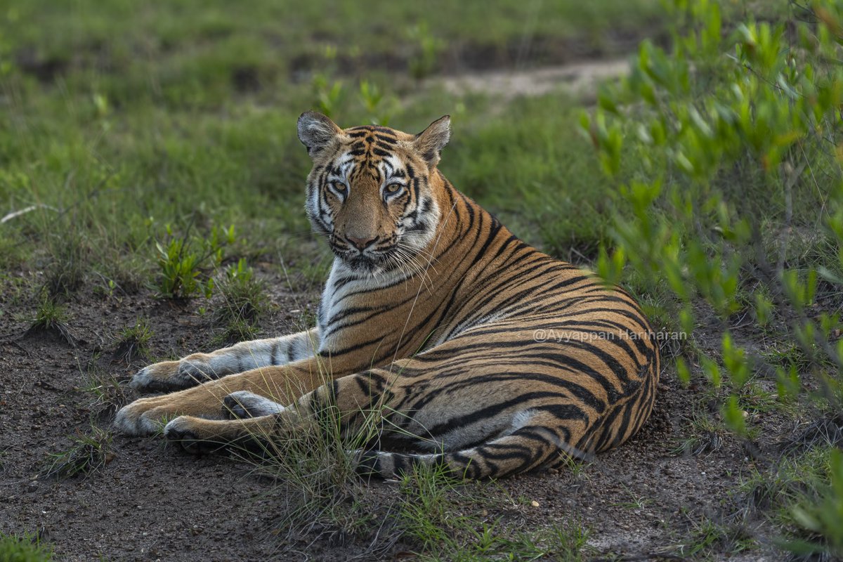 Queen of Kolara buffer
Junabhai.
@mytadoba 
#IndiAves #BBCWildlifePOTD #ThePhotoHour #SonyAlpha #NatgeoIndia @maha_tourism @incredibleindia