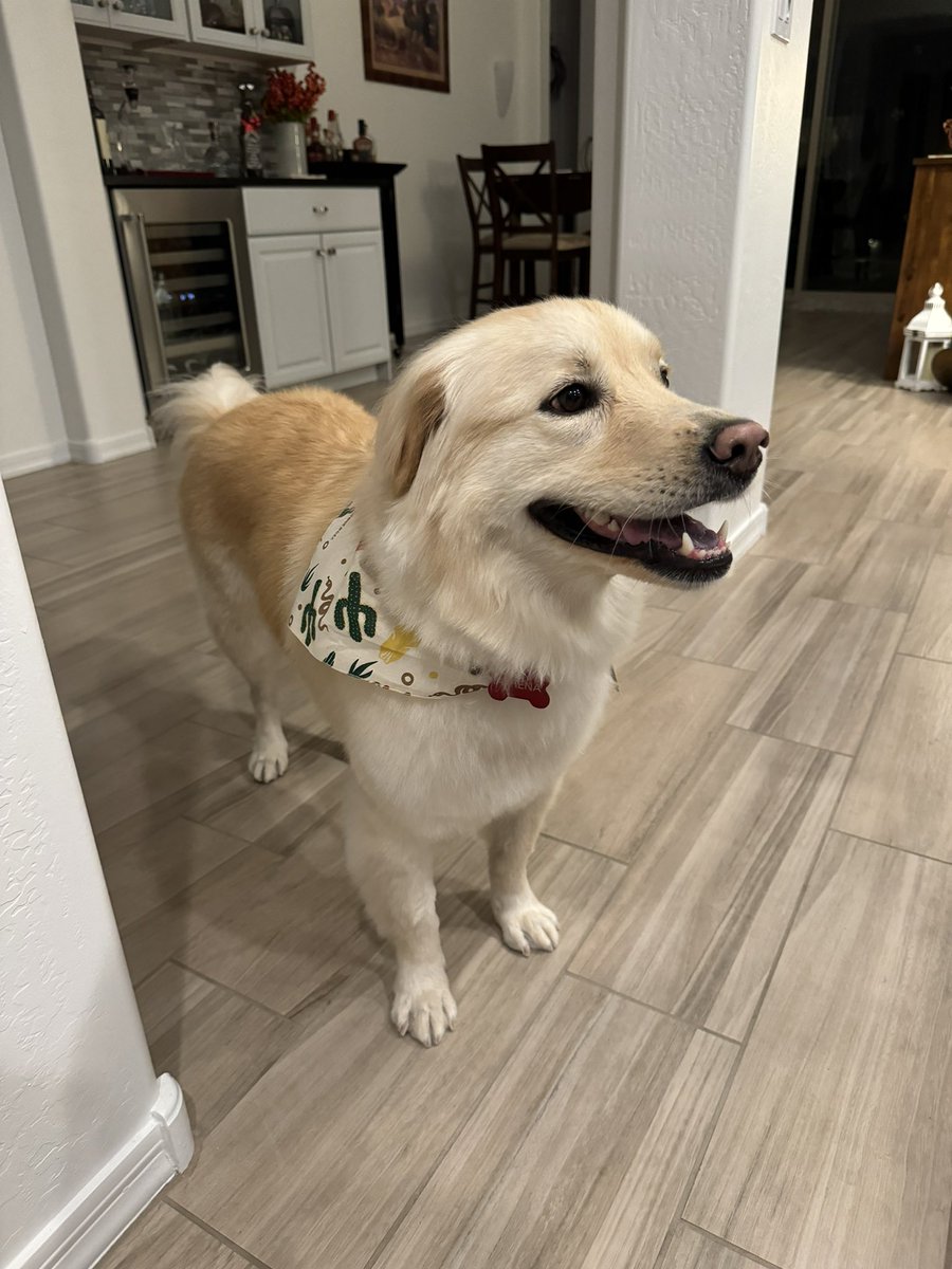 Hi pals! I haven’t tweeted in a few days. I’ve been laying low a bit, not feeling myself, but doing better. I went to the beauty parlor today and got spiffed up! Look at my cool scarf! 

I will go to the dogtor for a checkup, but I’m fine!