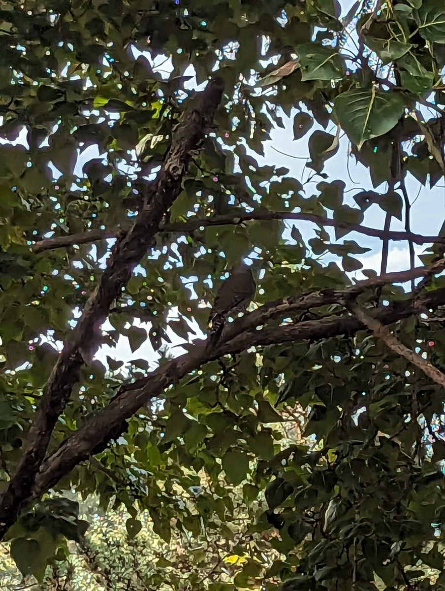 addamortis's tweet photo. didn't get a good pic, but a northern flicker visited our balcony today. surprised it didn't mind all the steller's jays we get https://t.co/FvyvSRV7Aj