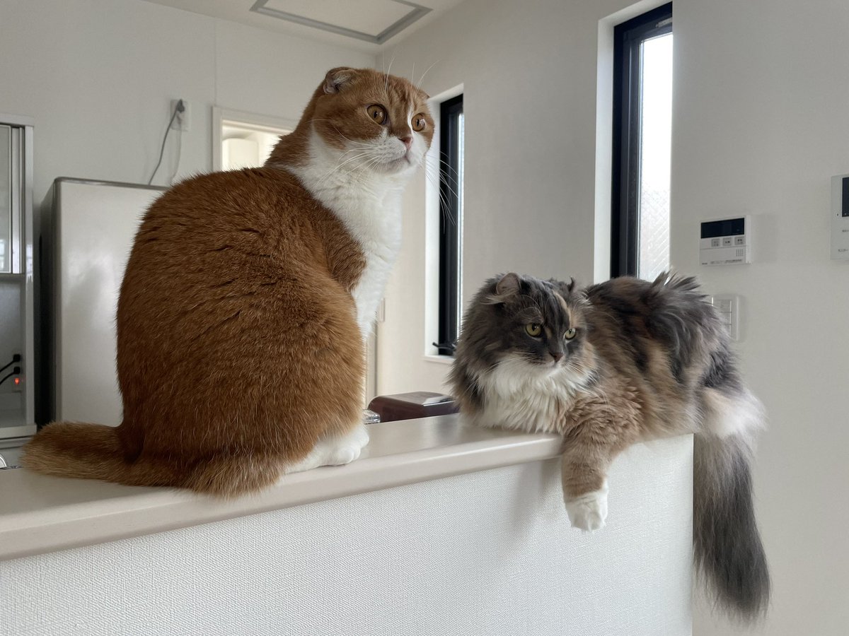 nico25sco's tweet photo. 仲良しツーショット

#猫 #猫好きさんと繋がりたい https://t.co/mqQPFkXG5S