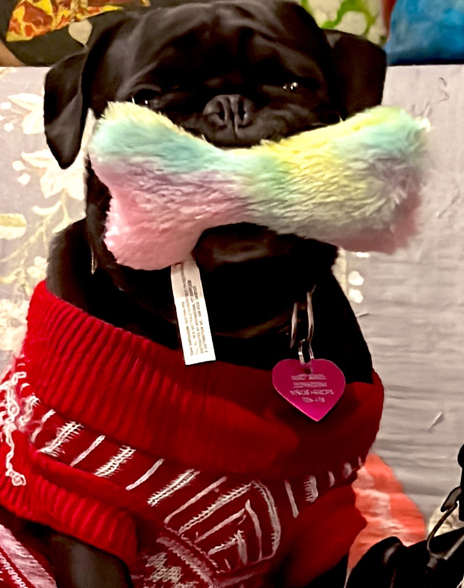 DrcitaFritsche's tweet photo. La chata de mi vida. — Lalola #pUgLove #PugLover #PugFan #FridayPug https://t.co/kPAAw0KXJU