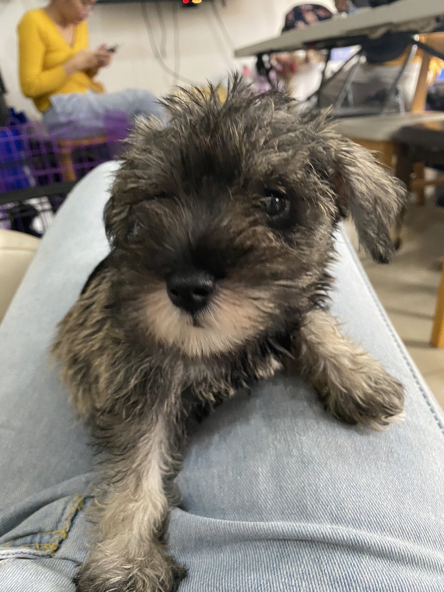 stellaritsky's tweet photo. These babies need their furrever moms/dads π₯Ή
Pure mini schnauzers π dm me for deets! #dogsph https://t.co/0WSJXILamc