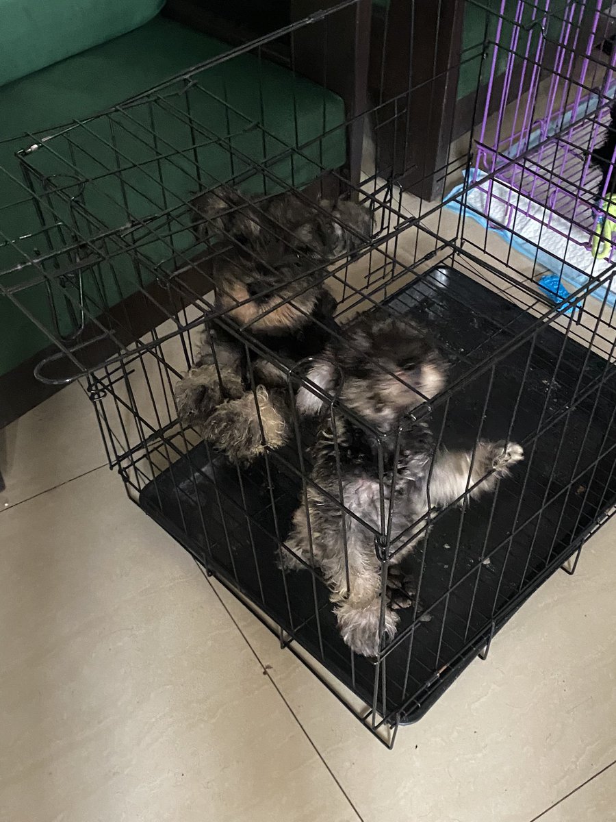 stellaritsky's tweet photo. These babies need their furrever moms/dads π₯Ή
Pure mini schnauzers π dm me for deets! #dogsph https://t.co/0WSJXILamc