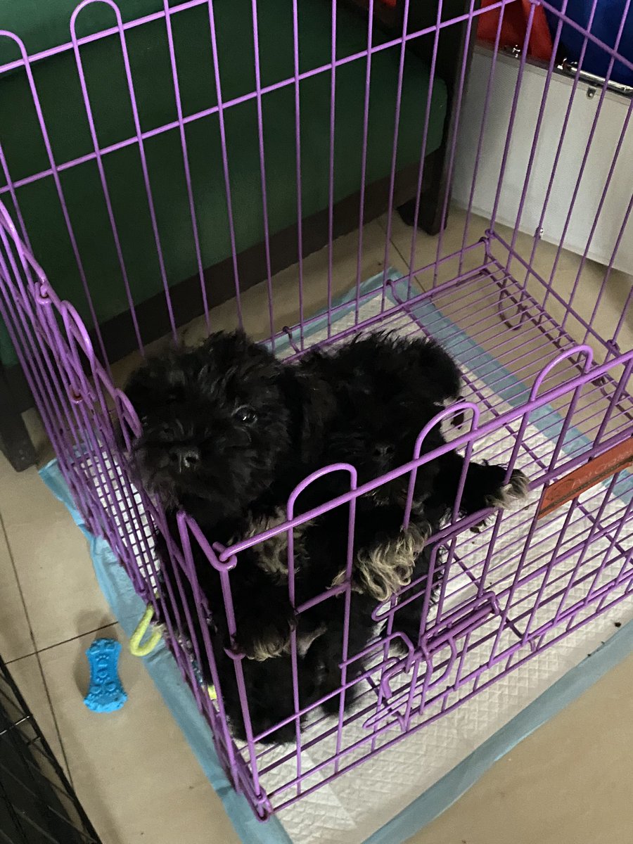 stellaritsky's tweet photo. These babies need their furrever moms/dads π₯Ή
Pure mini schnauzers π dm me for deets! #dogsph https://t.co/0WSJXILamc