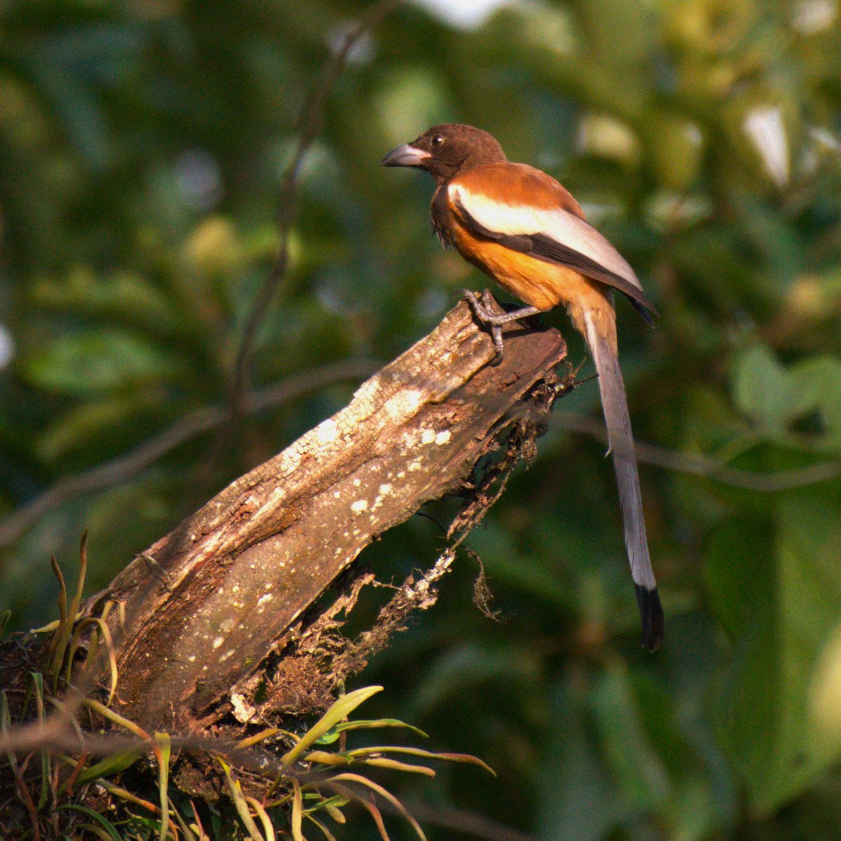 Feasting on termite colonies hidden behind tree barks, hopping all over trees, this noisy Rufus treepie is my morning alarm. #BackyardBirds #IndiAves #TwitterNatureCommunity #NaturePhotography #Assam #birding