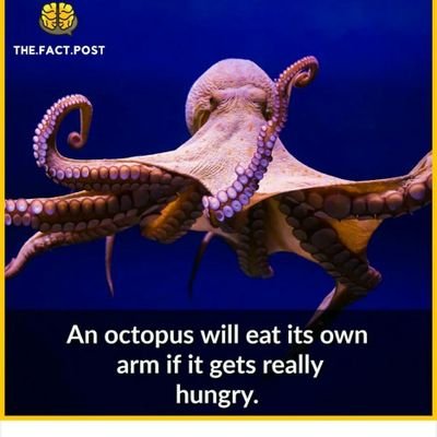 Büşra Yıldız tweet media