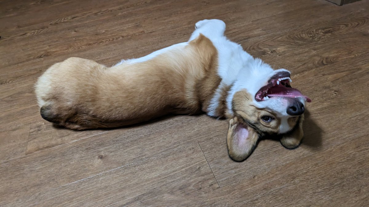 Kyanilis's tweet photo. This dog just gets cuter every day. https://t.co/1rkpKGgDTE