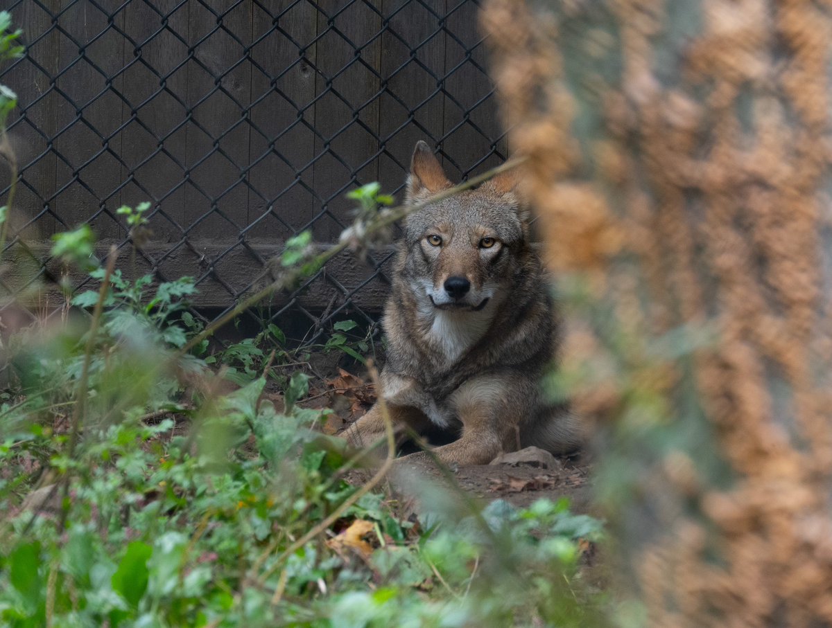 SamCanesi's tweet photo. Went to @RWPZoo to see Saluda on her first day as a solo wolf. ❤️ It’s weird to see her without her family, she seems suddenly bigger and older. Keeping my fingers crossed for her, I hope she bonds well with her mate when he arrives and she’s not alone for long. https://t.co/D97L7ZSm9Z