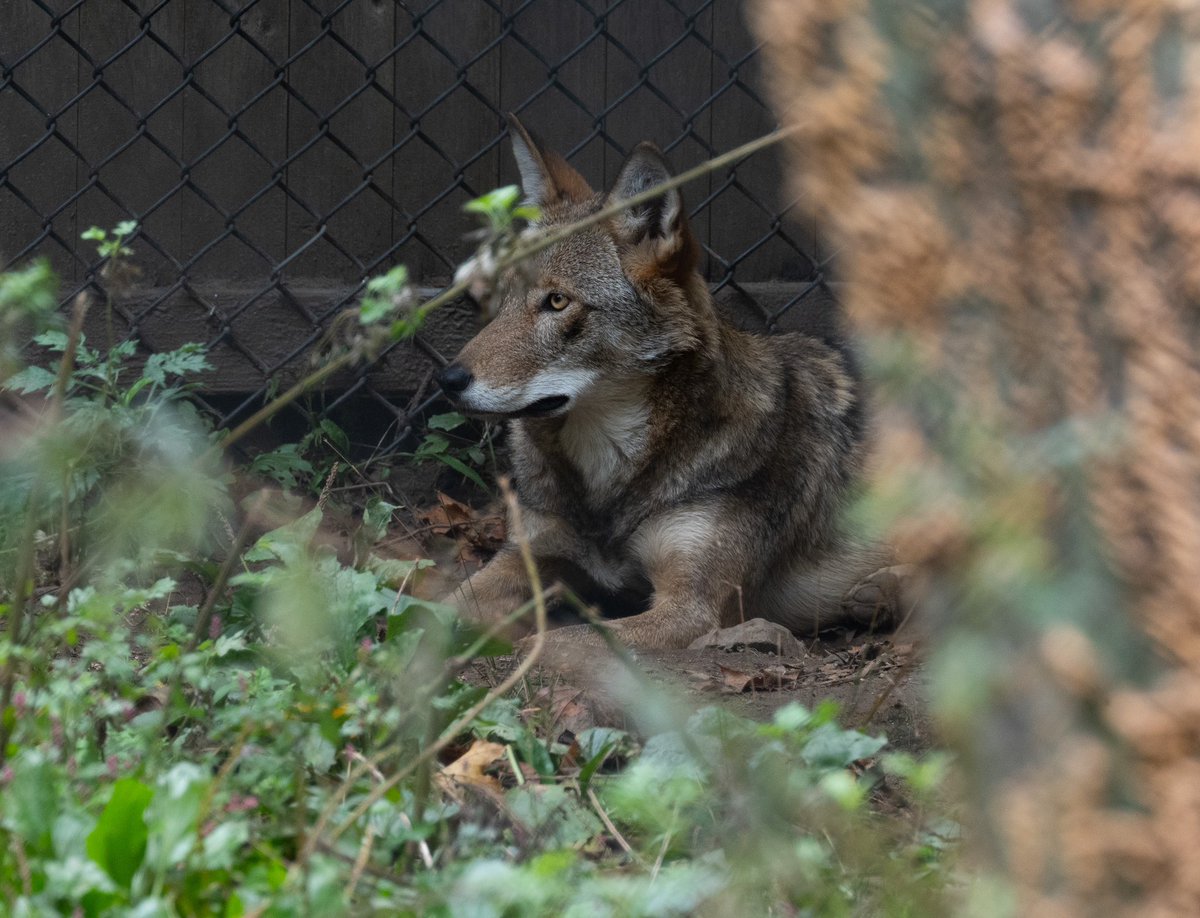 SamCanesi's tweet photo. Went to @RWPZoo to see Saluda on her first day as a solo wolf. ❤️ It’s weird to see her without her family, she seems suddenly bigger and older. Keeping my fingers crossed for her, I hope she bonds well with her mate when he arrives and she’s not alone for long. https://t.co/D97L7ZSm9Z
